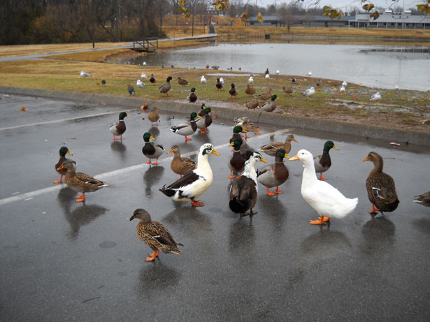 ducks-in-the-park
